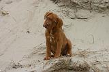 DOGUE DE BORDEAUX 483